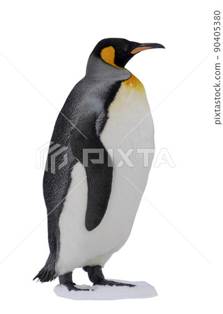 King penguin isolated on the white background 90405380