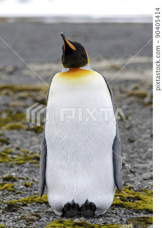 King penguin close up on South Georgia island. Antarctica. 90405414