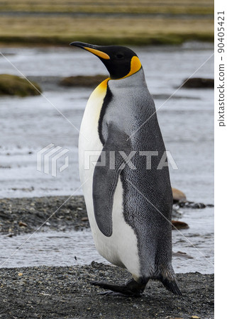 King penguin close up on South Georgia island. Antarctica. King penguin close up on South Georgia island. Antarctica. 90405421