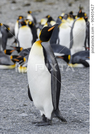 King penguin close up on South Georgia island. Antarctica. 90405427