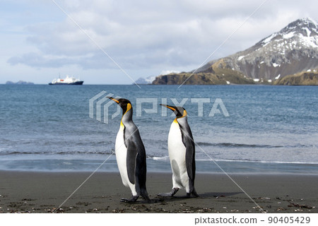 King penguin close up on South Georgia island. Antarctica. 90405429
