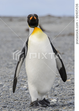 King penguin close up on South Georgia island. Antarctica. King penguin close up on South Georgia island. Antarctica. 90405436