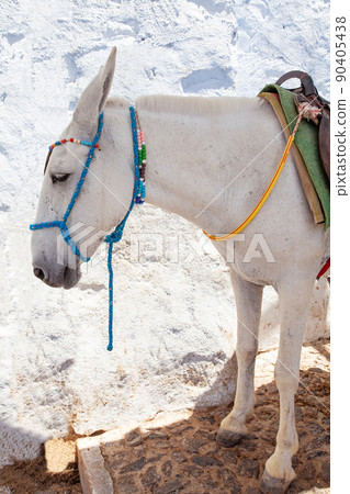 Donkey in Santorini Island, Santorini, Greece Donkey in Santorini Island, Santorini, Greece 90405438