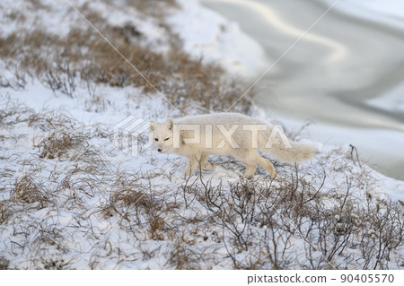 Arctic fox in winter time in Siberian tundra. Arctic fox in winter time in Siberian tundra. 90405570