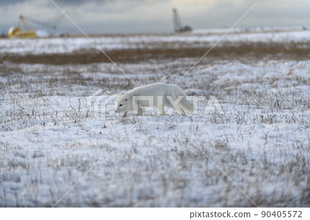 Arctic fox (Vulpes Lagopus) in winter time in Siberian tundra with industrial background. 90405572