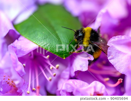 A bumblebee pollinating a pink flower. The bee has pollen on its back as it walks over the flower and leaf. The bumble bee has black and yellow stripes as a warning coloration. 90405694