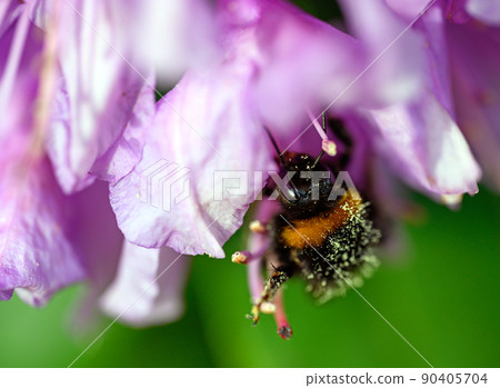 A bumblebee pollinating a pink flower. The bee has pollen on its back as it feeds from the flower. The bumble bee has black and yellow stripes as a warning coloration. 90405704