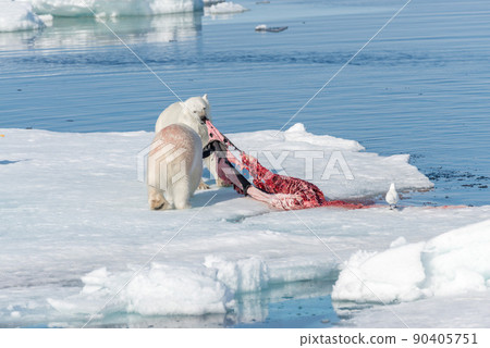 Two wild polar bears eating killed seal on the pack ice north of Spitsbergen Island, Svalbard Two wild polar bears eating killed seal on the pack ice north of Spitsbergen Island, Svalbard 90405751