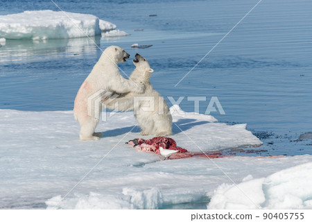 Two wild polar bears eating killed seal on the pack ice north of Spitsbergen Island, Svalbard Two wild polar bears eating killed seal on the pack ice north of Spitsbergen Island, Svalbard 90405755
