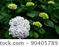 A hydrangea and a bud hydrangea 90405789