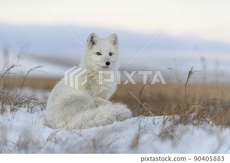 Arctic fox (Vulpes Lagopus) in wilde tundra. Arctic fox sitting. 90405883