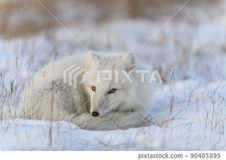 Wild arctic fox (Vulpes Lagopus) in tundra in winter time. White arctic fox lying. 90405895