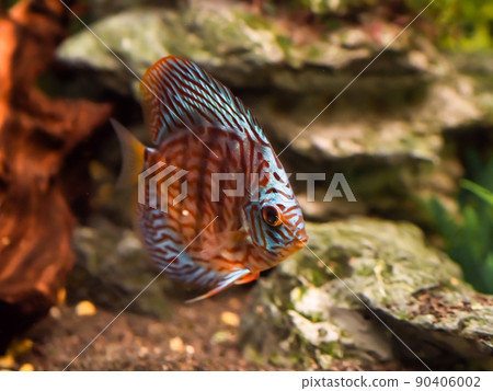 Floating Symphysodon discus in tank. Freshwater aquarium fish with shiny scales. 90406002