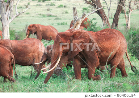 African bush elephants 90406184