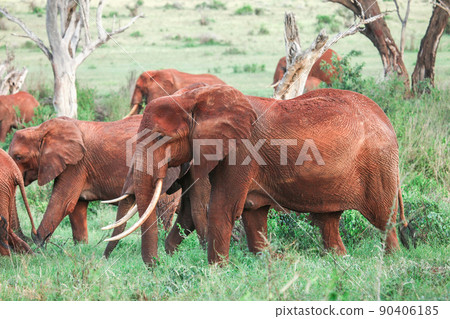 African bush elephants African bush elephants 90406185