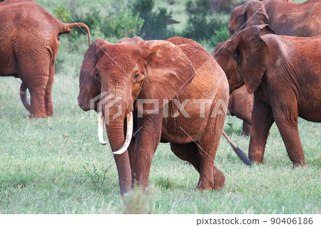 African bush elephants African bush elephants 90406186