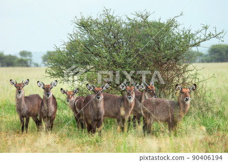 Waterbucks 90406194