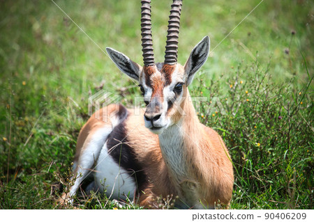 Thomson's gazelle Thomson's gazelle 90406209