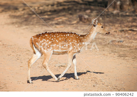 Chital Chital 90406242