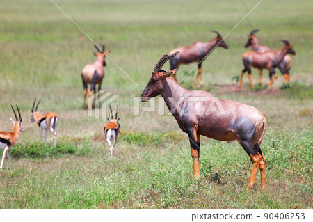 Antelopes topi and Thomson's gazelles 90406253