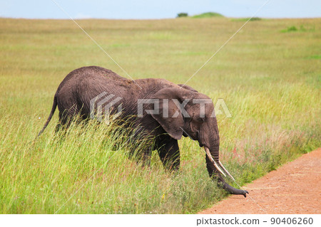 African bush elephant African bush elephant 90406260