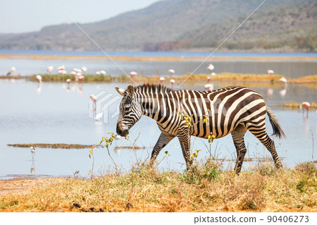 Plains zebra 90406273