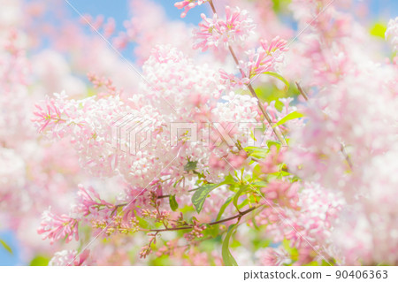 Beautiful pink lilac branch with flowers and buds in the summer garden Beautiful pink lilac branch with flowers and buds in the summer garden 90406363