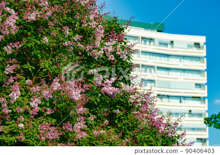 Beautiful lilac purple flowers blooming in the city Beautiful lilac purple flowers blooming in the city 90406403