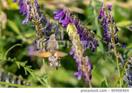 Horse juice 90406984