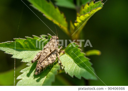 Hararahishibata 90406986