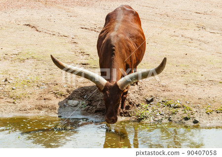 A big horned Watusi cow drinking in a pond 90407058