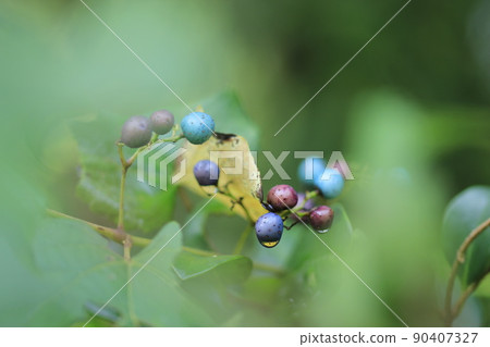 Autumn forest scenery: Wild grapes with raindrops 90407327