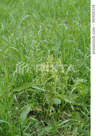 Rumex japonicus flower 90408326
