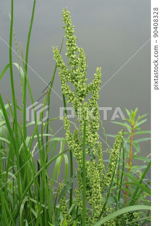 Rumex japonicus flower 90408328