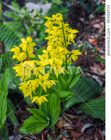 自然生長的calanthe變色 自然生長的calanthe變色 90408435