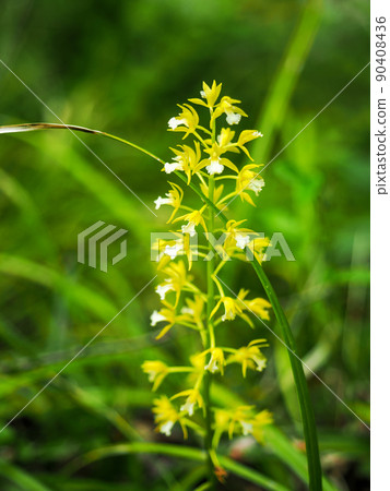 土生土長的科凱蘭 90408436