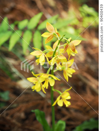Naturally growing calanthe discolor Naturally growing calanthe discolor 90408439