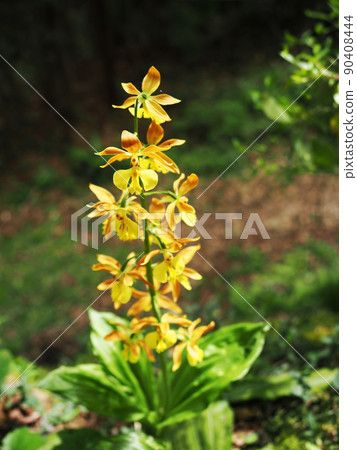 Naturally growing calanthe discolor Naturally growing calanthe discolor 90408444