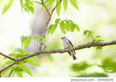 新鮮綠色森林中的棕色捕蠅器 90408699