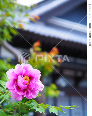 Scenery of Hokkaido Otaru Kihinkan Peony flowers blooming in the garden of the former Aoyama Bettei 90408821