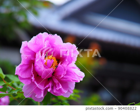 舊青山別邸庭園中盛開的北海道小樽紀品館牡丹花 90408822