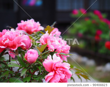 舊青山別邸庭園中盛開的北海道小樽紀品館牡丹花 90408823