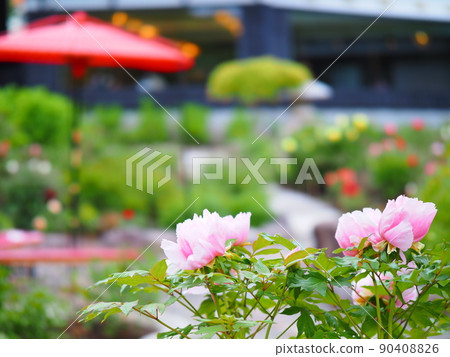 Scenery of Hokkaido Otaru Kihinkan Peony flowers blooming in the garden of the former Aoyama Bettei 90408826