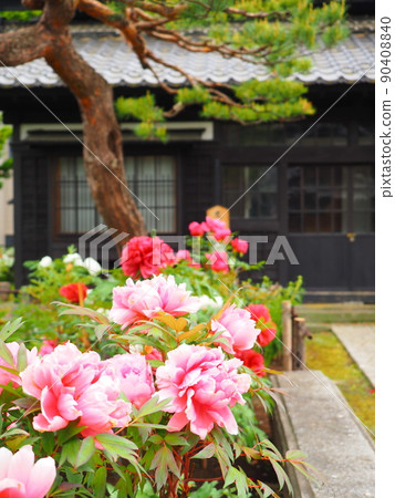 Scenery of Hokkaido Otaru Kihinkan Peony flowers blooming in the garden of the former Aoyama Bettei 90408840