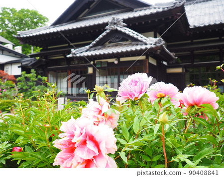 Scenery of Hokkaido Otaru Kihinkan Peony flowers blooming in the garden of the former Aoyama Bettei 90408841