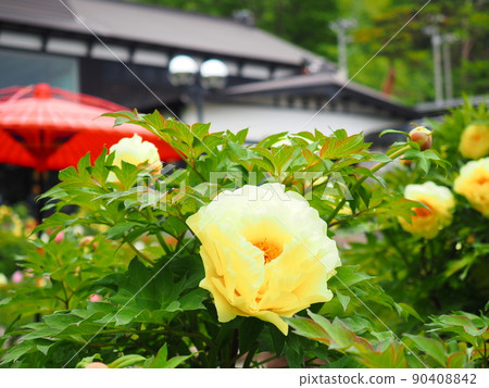 Scenery of Hokkaido Otaru Kihinkan Peony flowers blooming in the garden of the former Aoyama Bettei Scenery of Hokkaido Otaru Kihinkan Peony flowers blooming in the garden of the former Aoyama Bettei 90408842