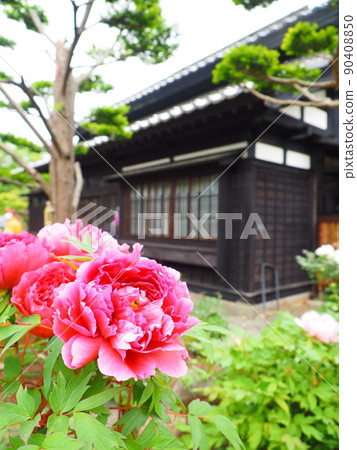 Scenery of Hokkaido Otaru Kihinkan Peony flowers blooming in the garden of the former Aoyama Bettei Scenery of Hokkaido Otaru Kihinkan Peony flowers blooming in the garden of the former Aoyama Bettei 90408850