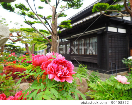 舊青山別邸庭園中盛開的北海道小樽紀品館牡丹花 90408852