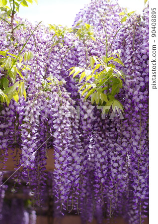 Spraying" wisteria flowers with a noble... - Stock Photo [90408895] - PIXTA