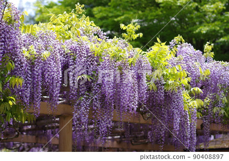 Spraying" wisteria flowers with a noble... - Stock Photo [90408897] - PIXTA